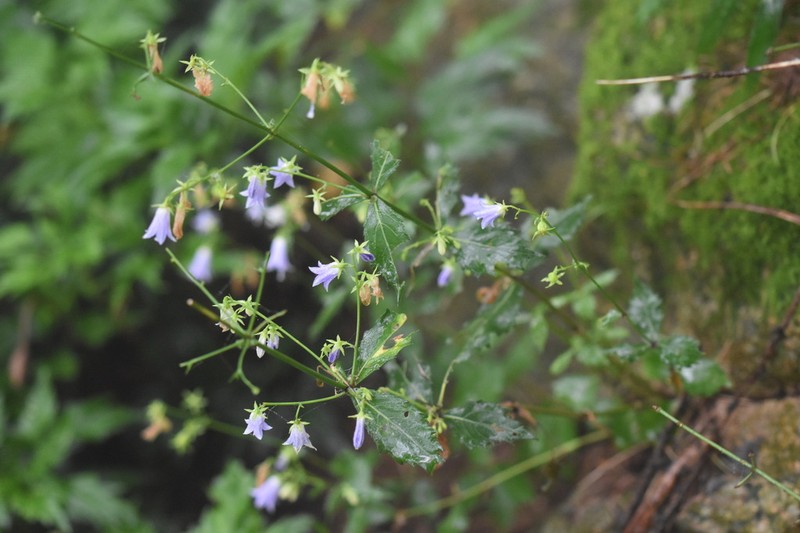 Adenophora divaricata photo 6