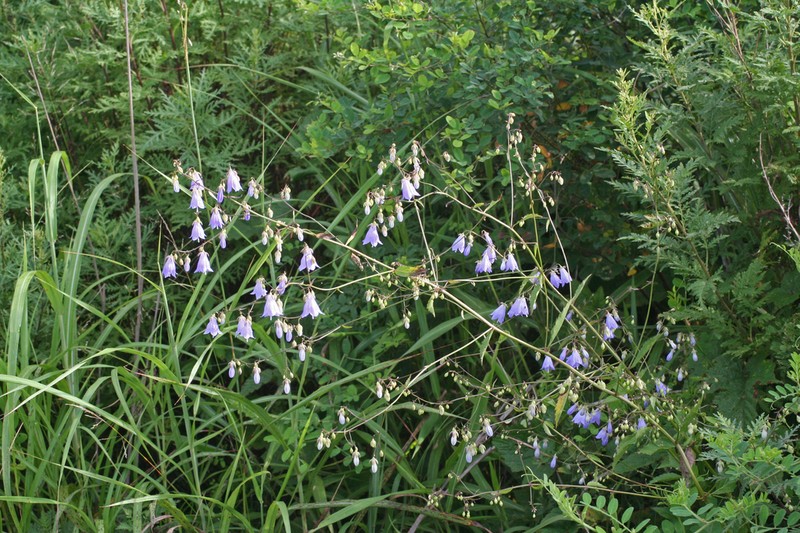 Adenophora divaricata photo 7