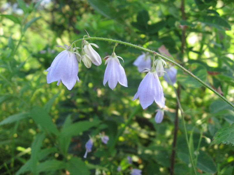 Adenophora divaricata