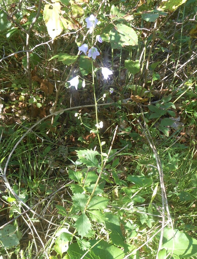 Adenophora divaricata photo 8