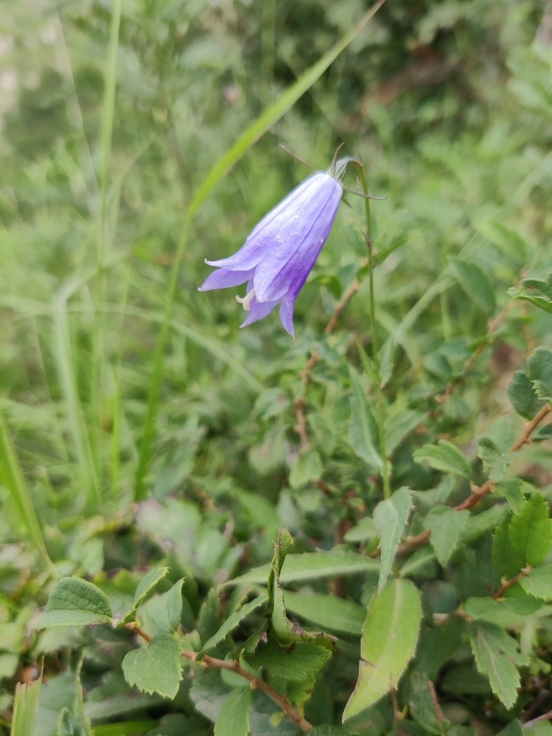 Adenophora elata