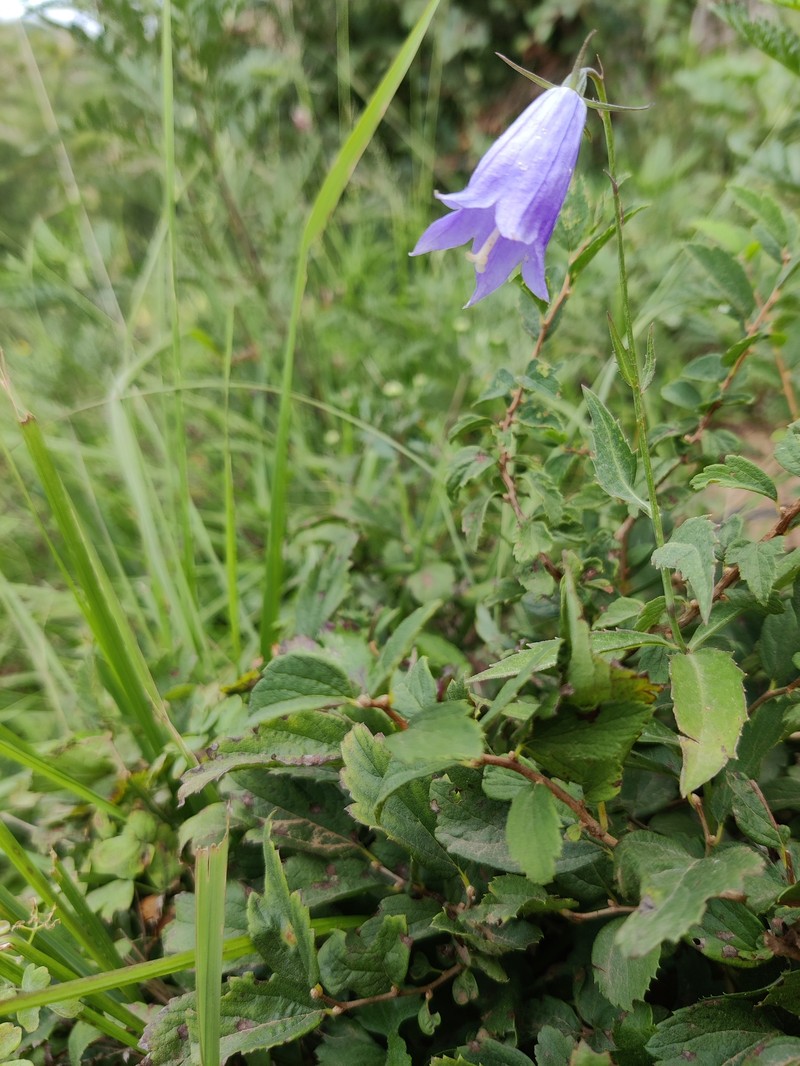 Adenophora elata photo 2