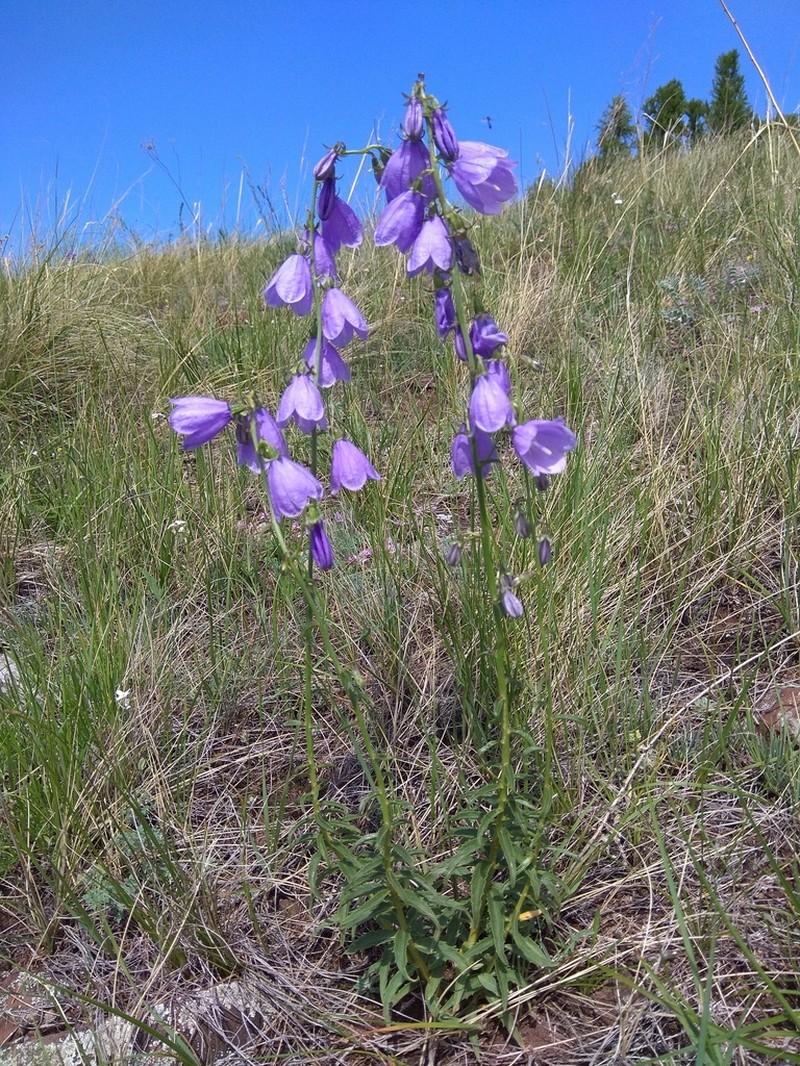 Adenophora gmelinii