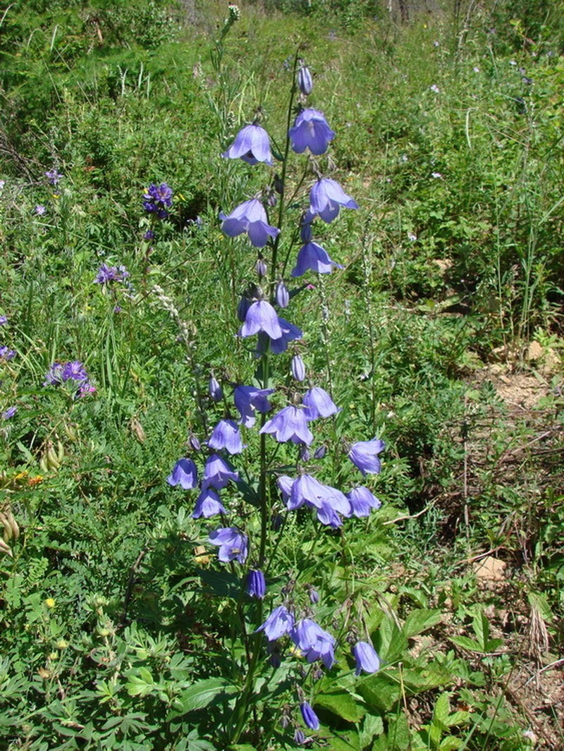 Adenophora gmelinii photo 3