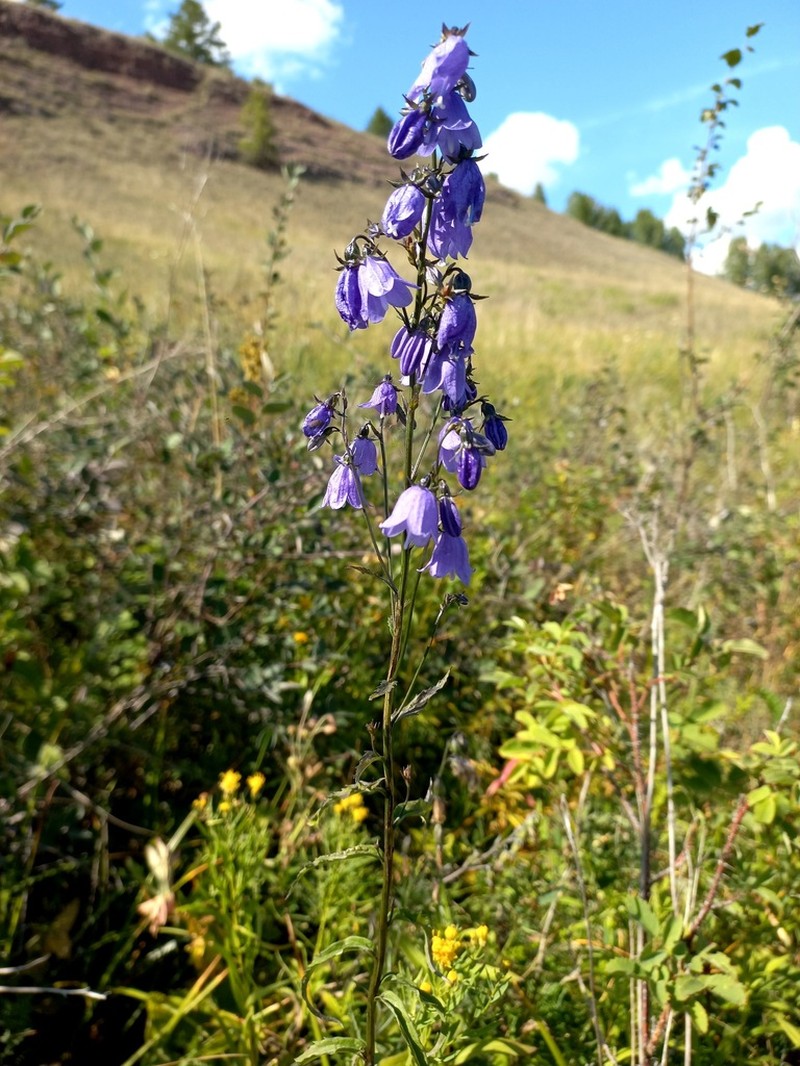 Adenophora gmelinii photo 6