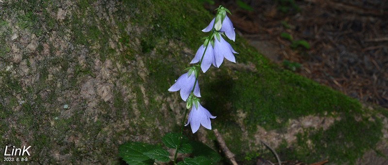 Adenophora grandiflora
