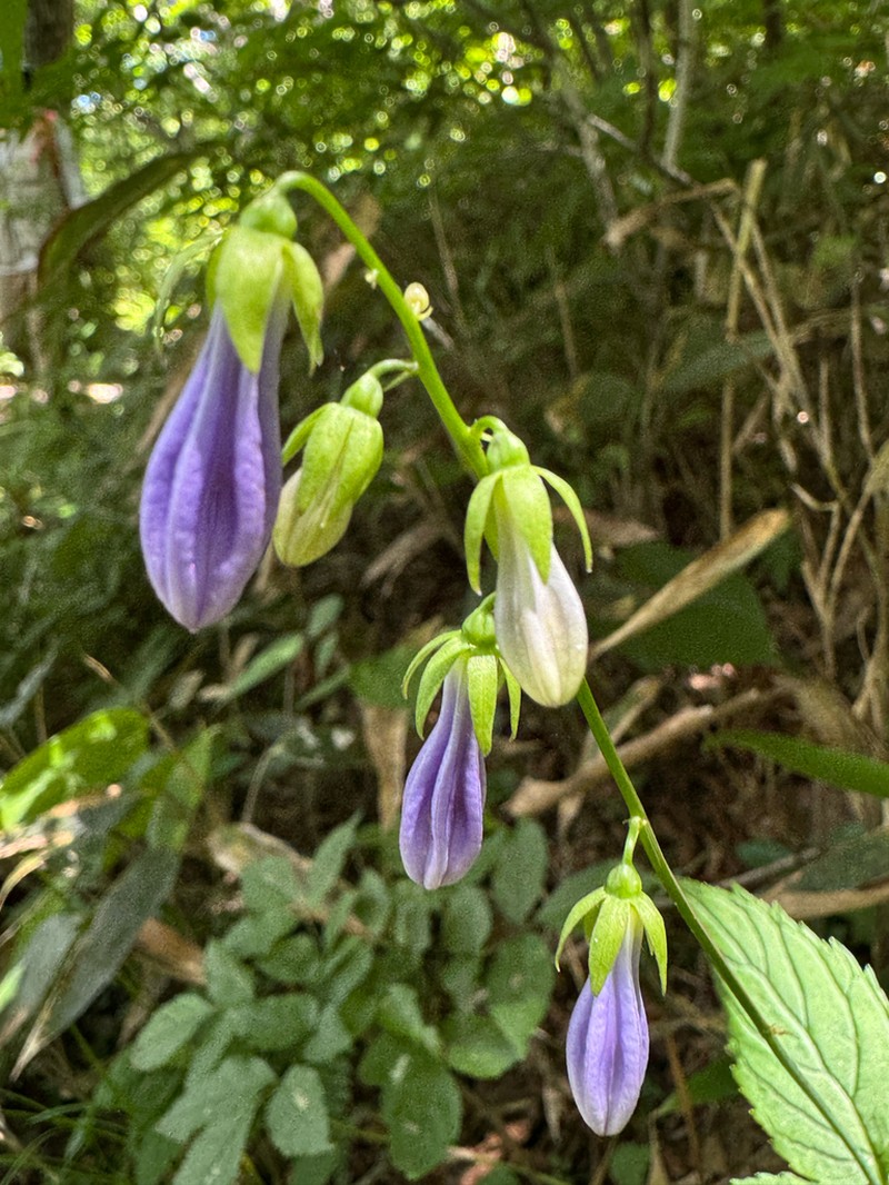 Adenophora grandiflora photo 2