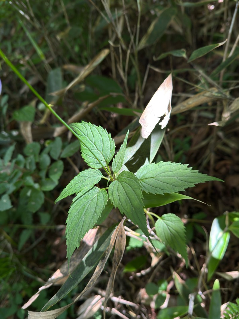 Adenophora grandiflora photo 3