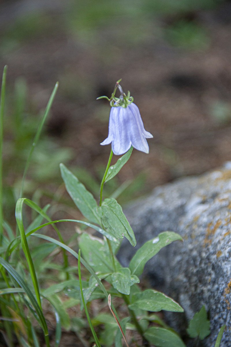 Adenophora himalayana