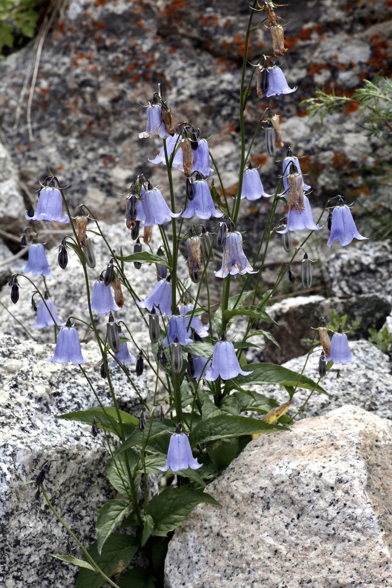 Adenophora himalayana photo 2