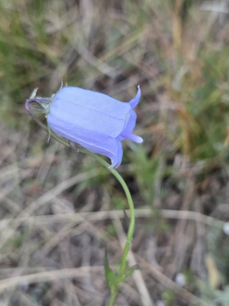 Adenophora himalayana photo 4