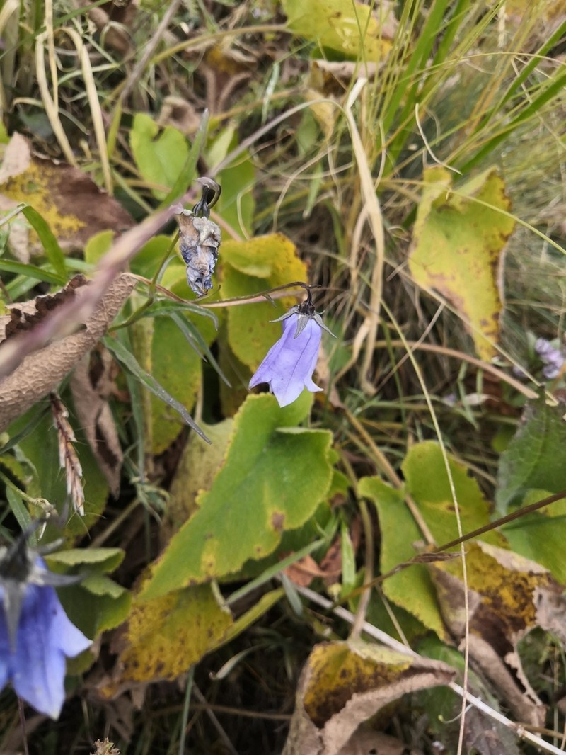 Adenophora himalayana photo 5