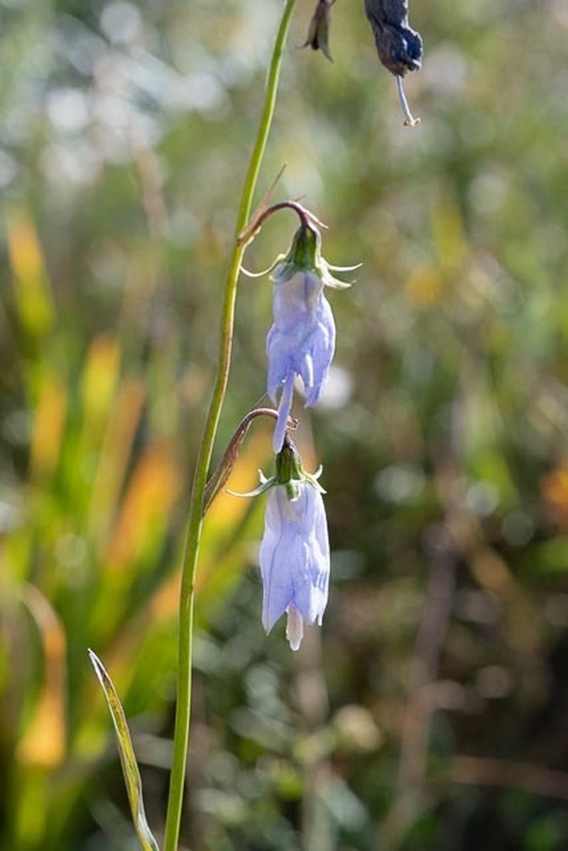 Adenophora himalayana photo 6