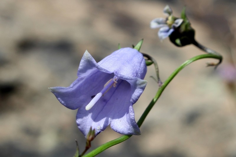 Adenophora himalayana photo 8