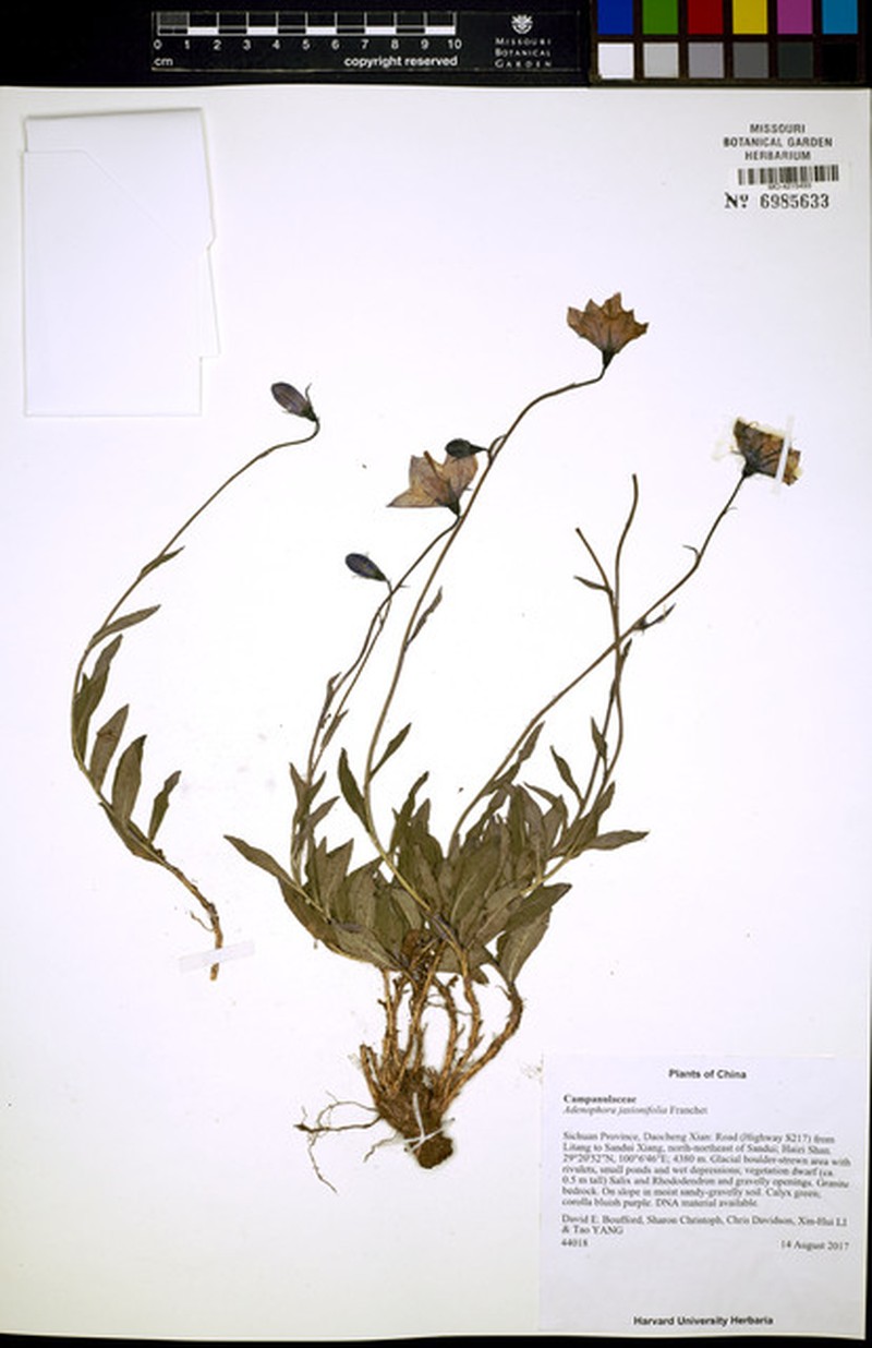 Adenophora jasionifolia