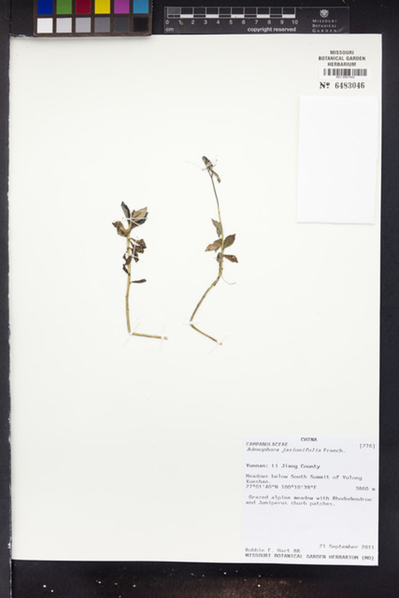 Adenophora jasionifolia photo 2