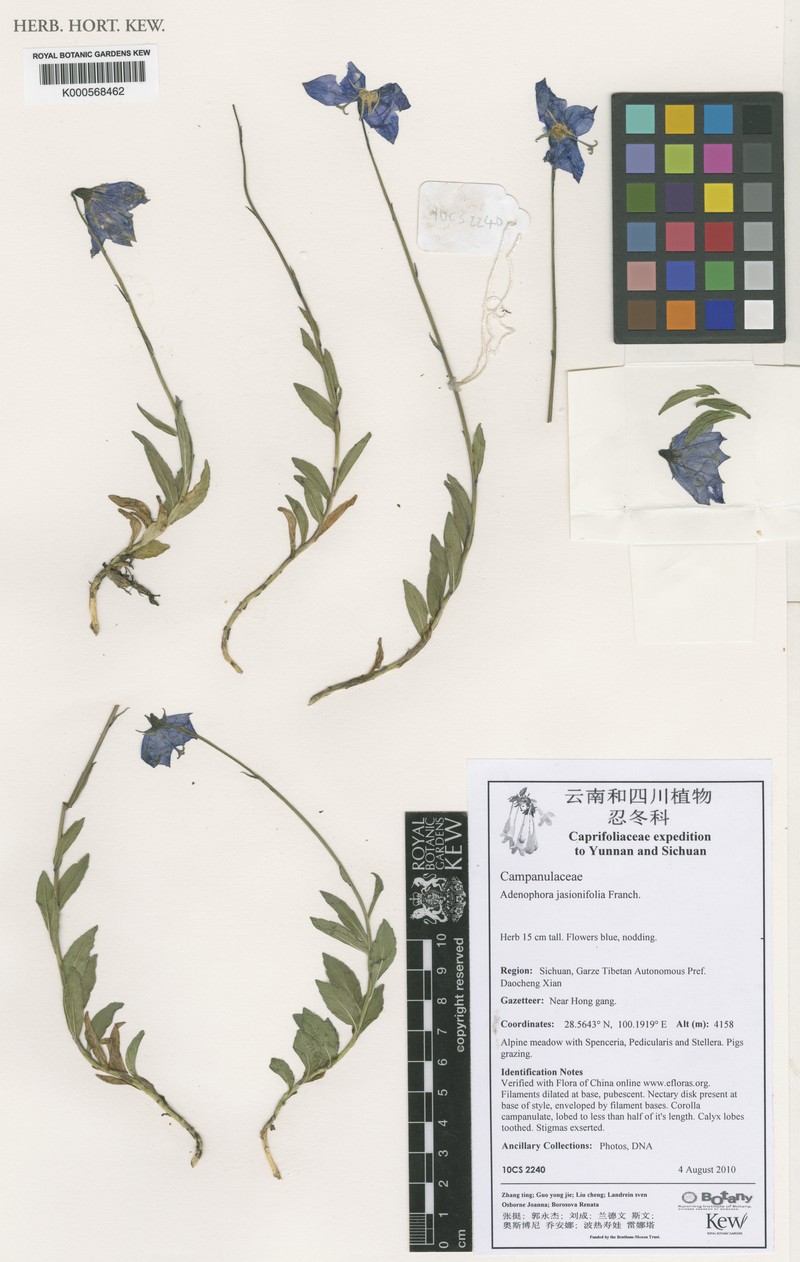 Adenophora jasionifolia photo 3