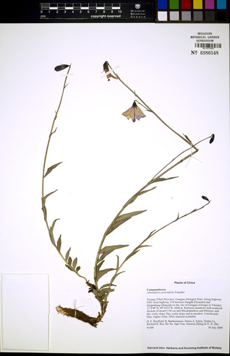 Adenophora jasionifolia photo 4