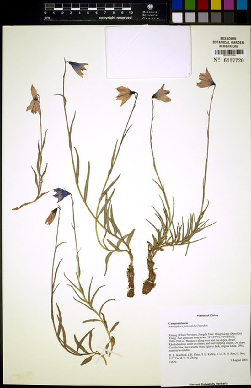 Adenophora jasionifolia photo 5
