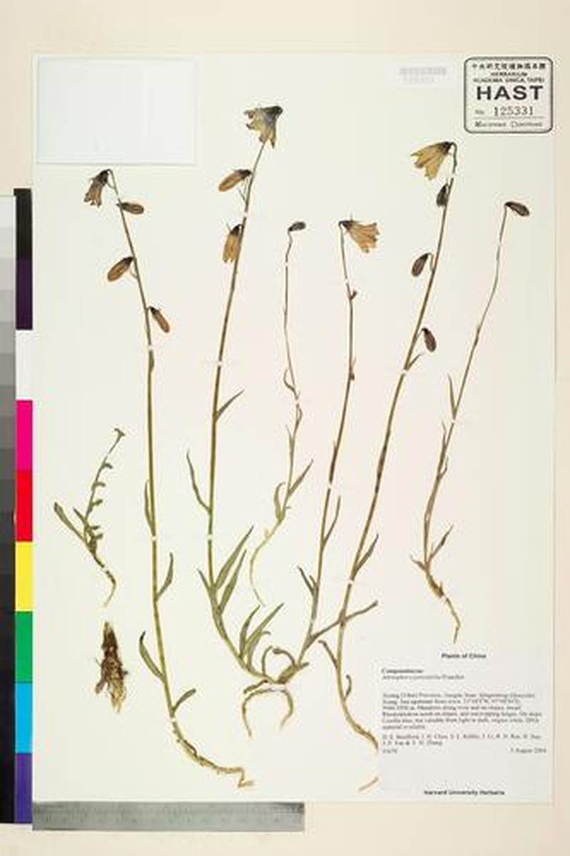 Adenophora jasionifolia photo 6