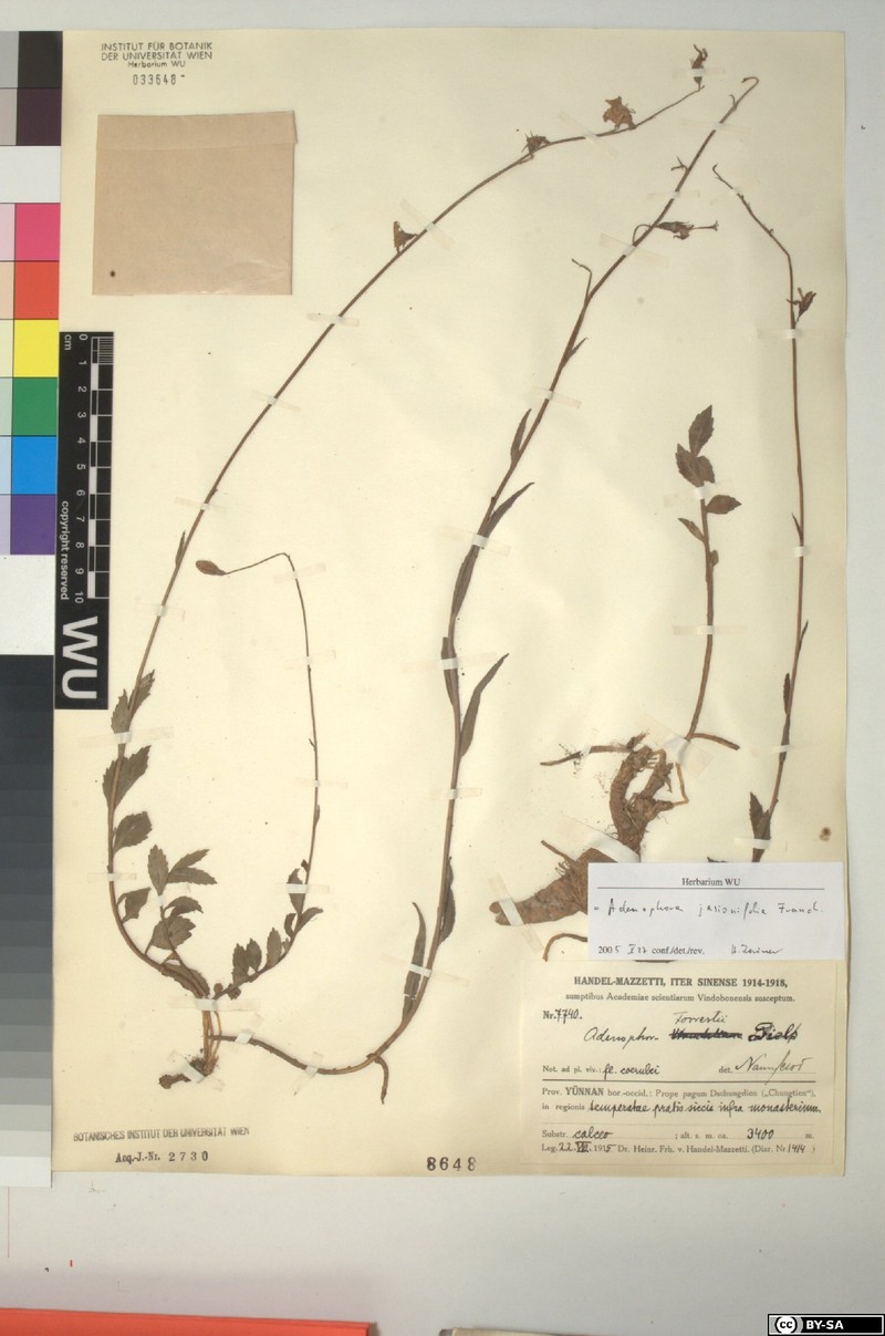 Adenophora jasionifolia photo 7