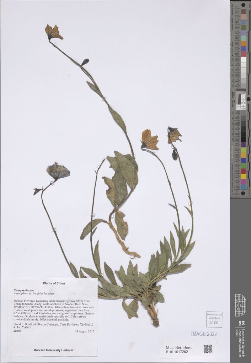 Adenophora jasionifolia photo 8