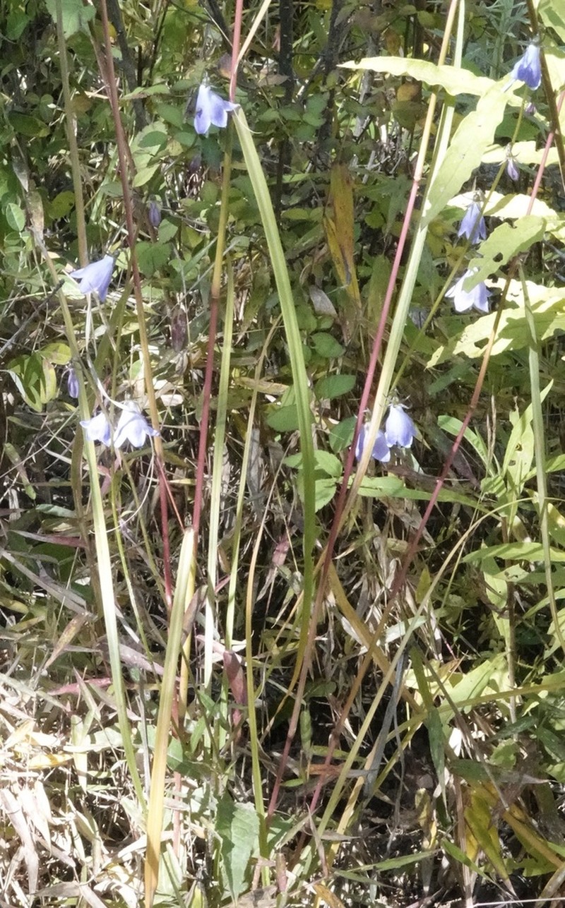 Adenophora khasiana