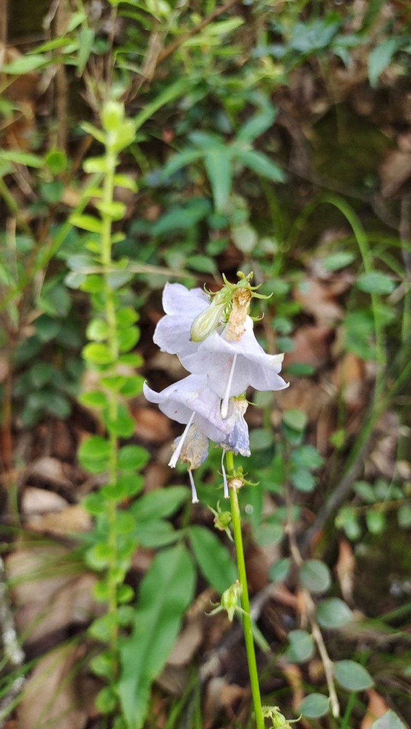 Adenophora khasiana photo 2