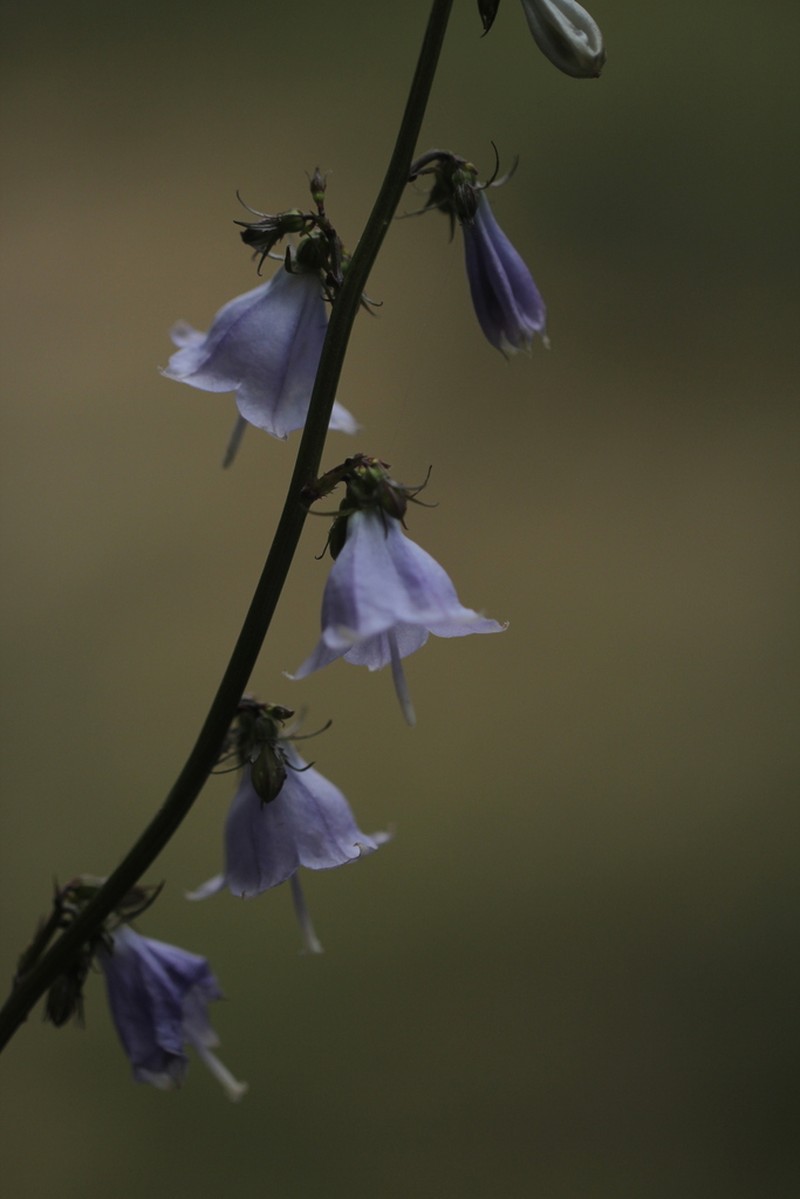 Adenophora khasiana photo 3