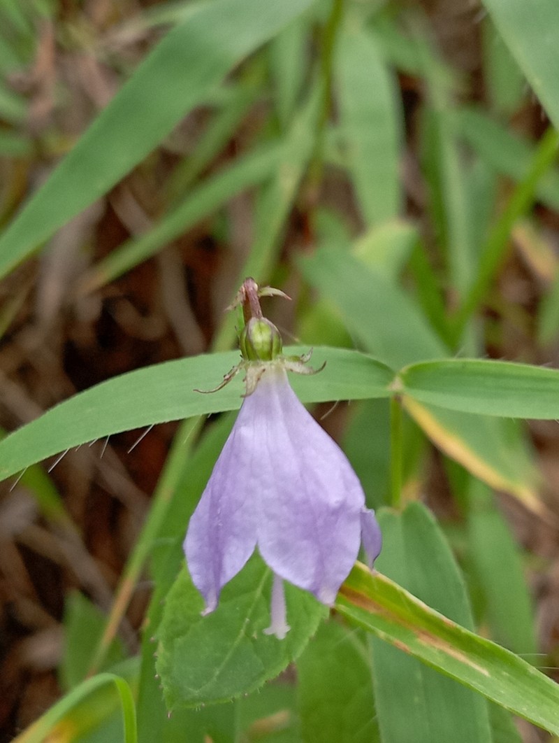 Adenophora khasiana photo 5