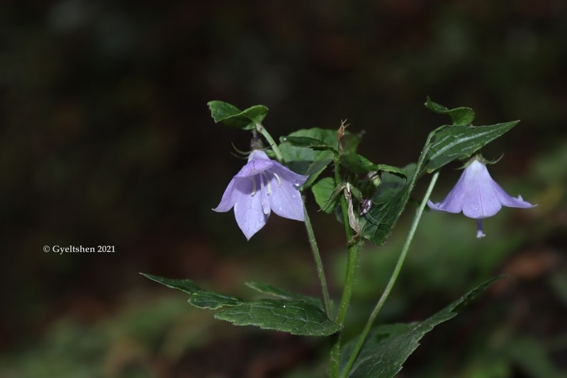 Adenophora khasiana photo 8