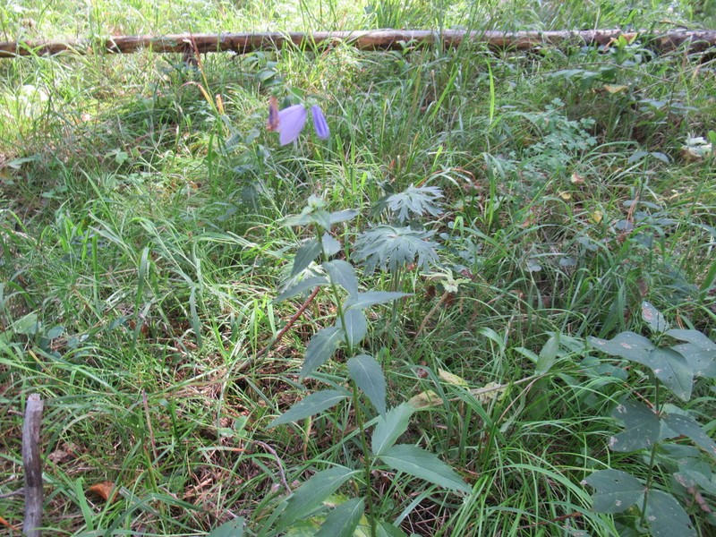 Adenophora lamarckii photo 3