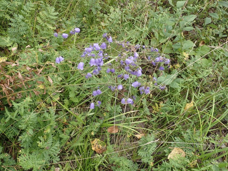 Adenophora lamarckii photo 6