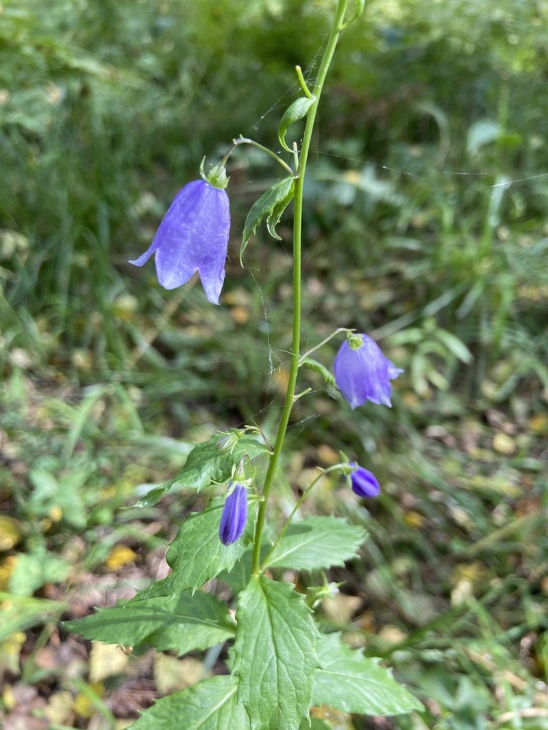 Adenophora lamarckii photo 8