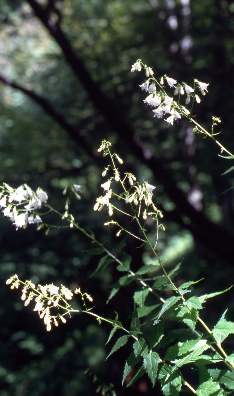 Adenophora liliifolia