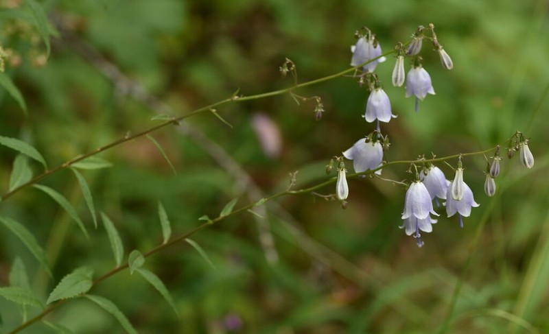 Adenophora liliifolia photo 2