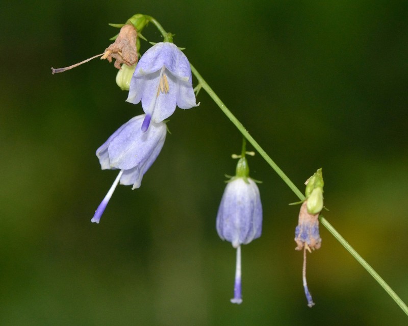 Adenophora liliifolia photo 3