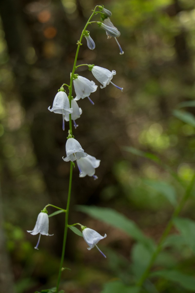 Adenophora liliifolia photo 5