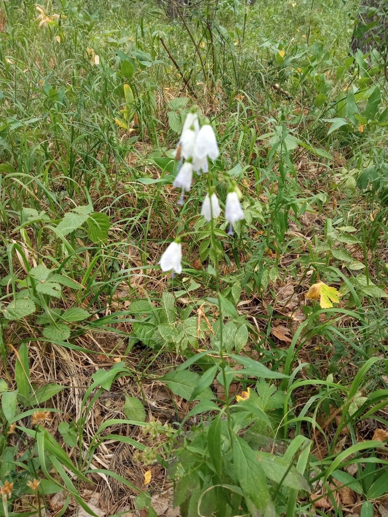 Adenophora liliifolia photo 6