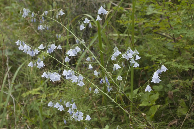 Adenophora liliifolia photo 8