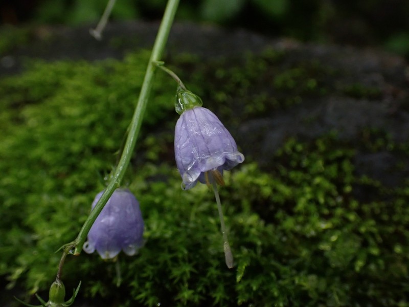 Adenophora liliifolioides