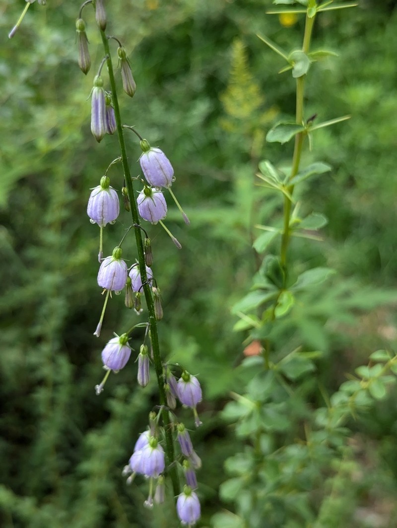 Adenophora liliifolioides photo 3