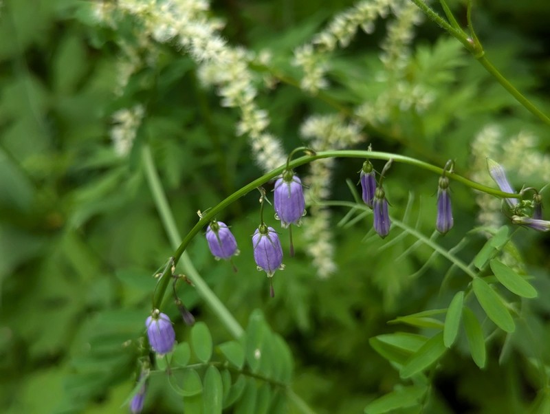 Adenophora liliifolioides photo 4