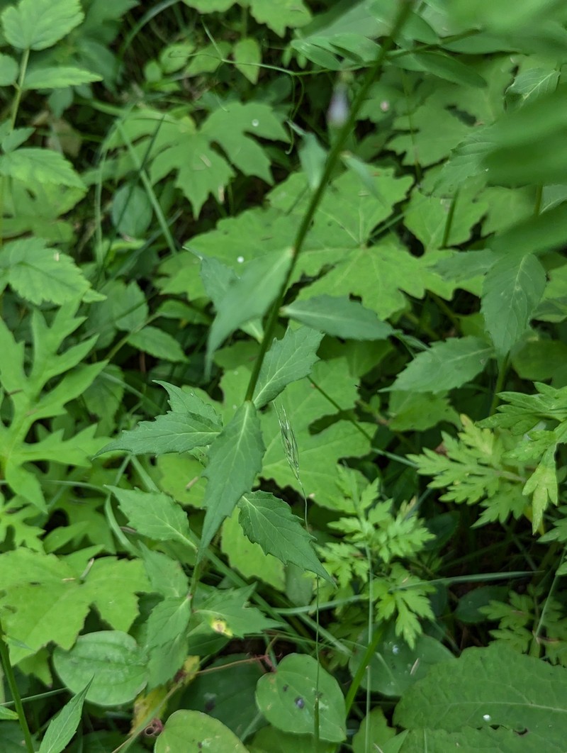 Adenophora liliifolioides photo 6