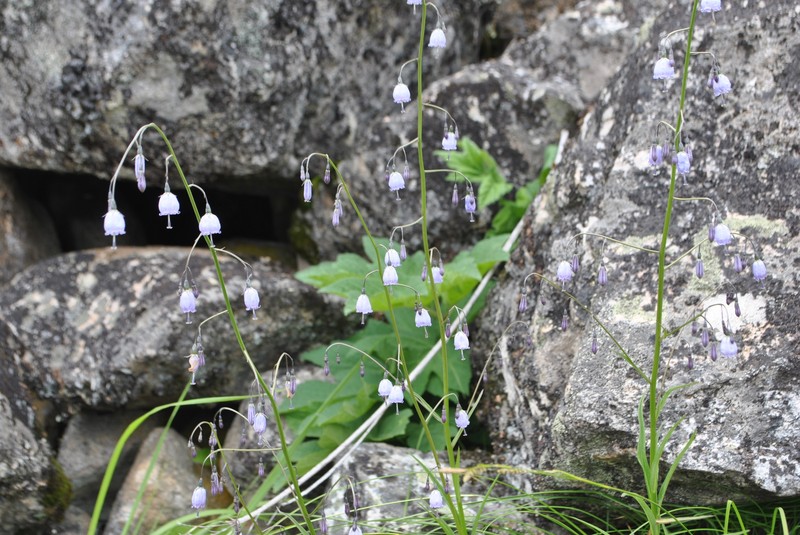 Adenophora liliifolioides photo 7