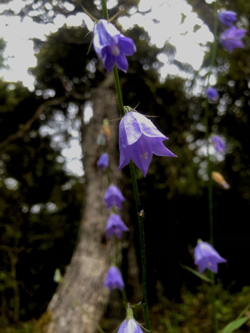 Adenophora morrisonensis