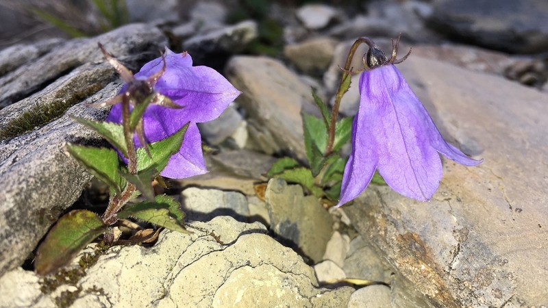 Adenophora morrisonensis photo 2