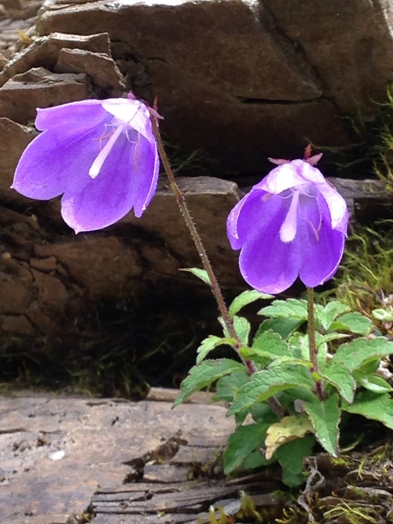 Adenophora morrisonensis photo 4