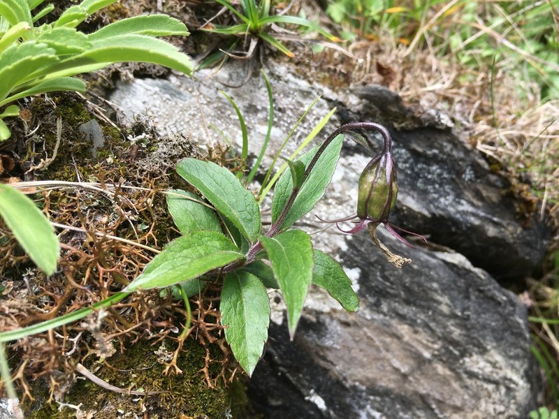 Adenophora morrisonensis photo 6