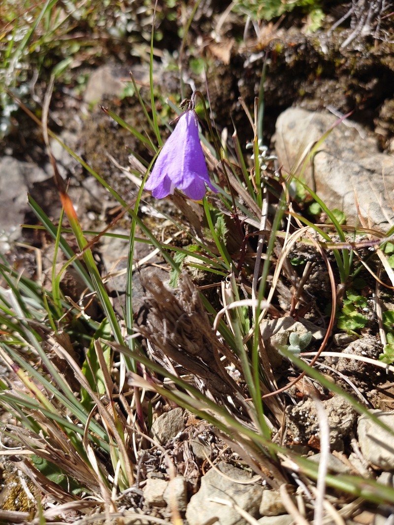 Adenophora morrisonensis photo 7